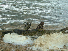 image of a log on the shoreline at Rutland Water