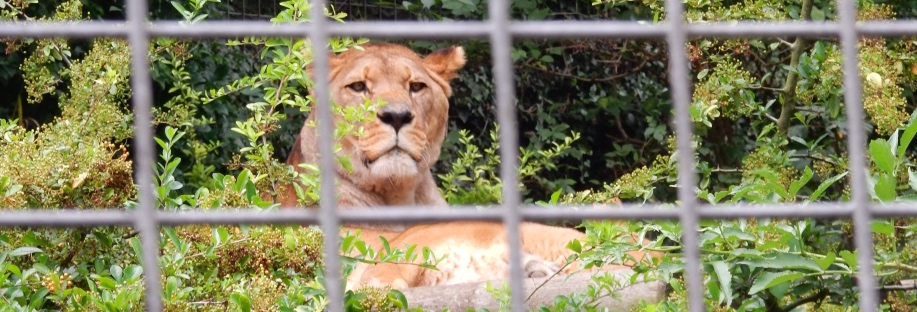 Barbary Lion