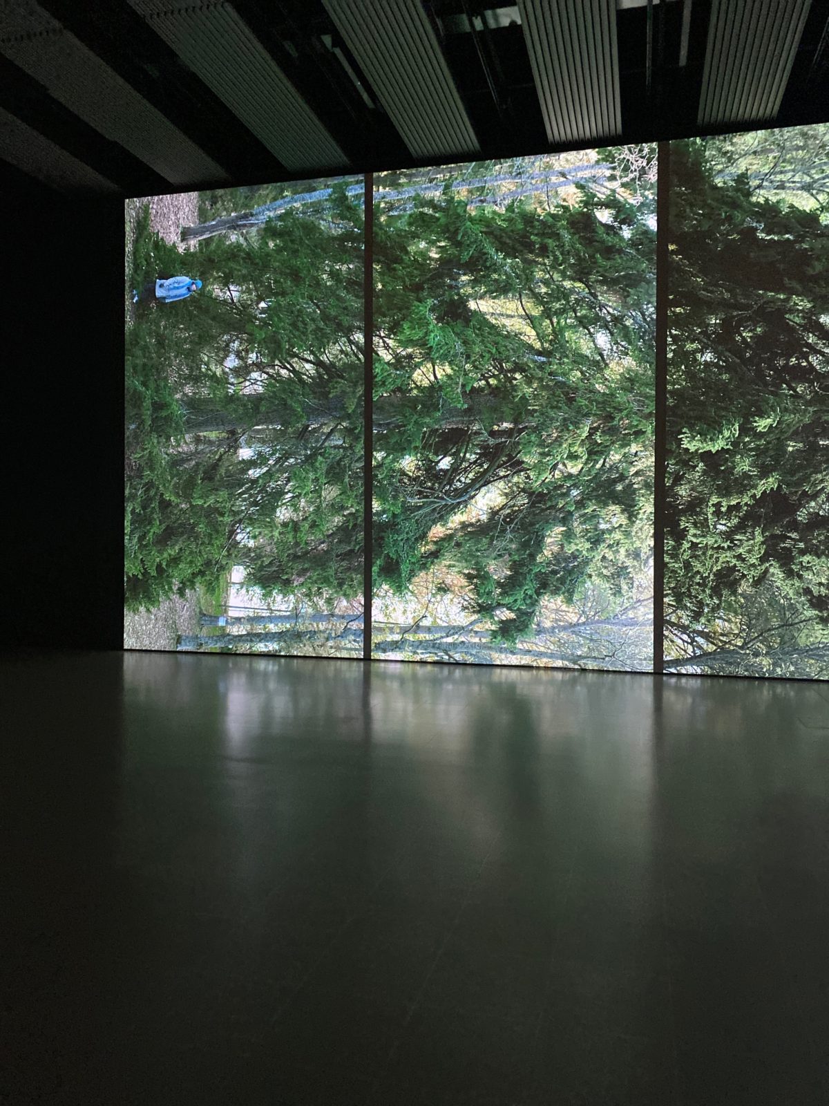 Two screens of Eija-Liisa Ahtila’s horizontal video of a giant Finnish spruce