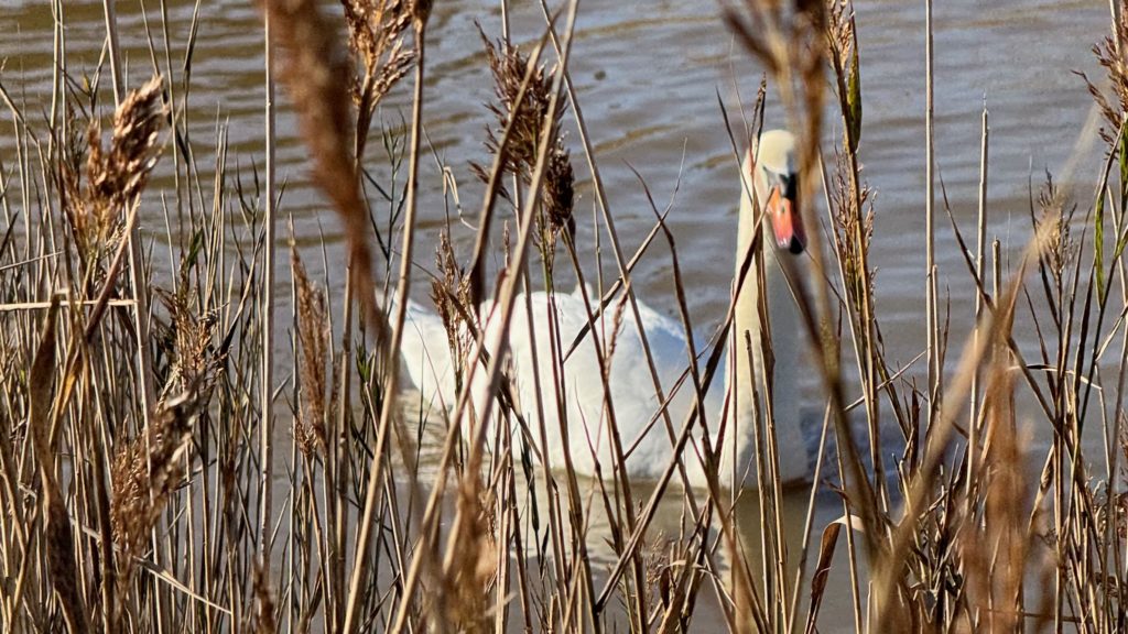 A swan, pictured through the reeds, at Seaview nature reserve