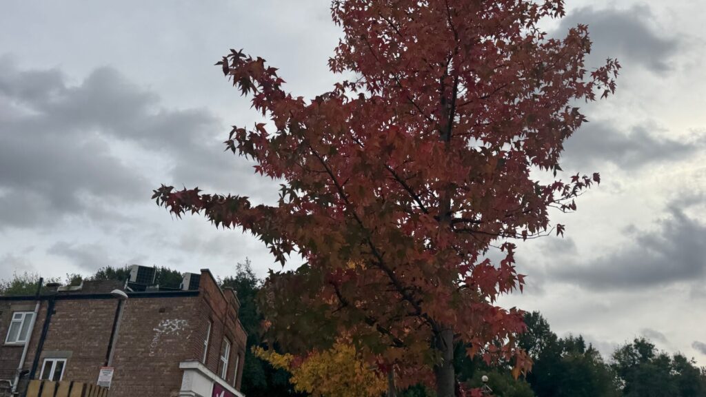 A tall tree displaying brilliant red and orange autumn foliage against a dramatic, cloudy grey sky. In the bottom left, a section of a brick building with white windows is visible.