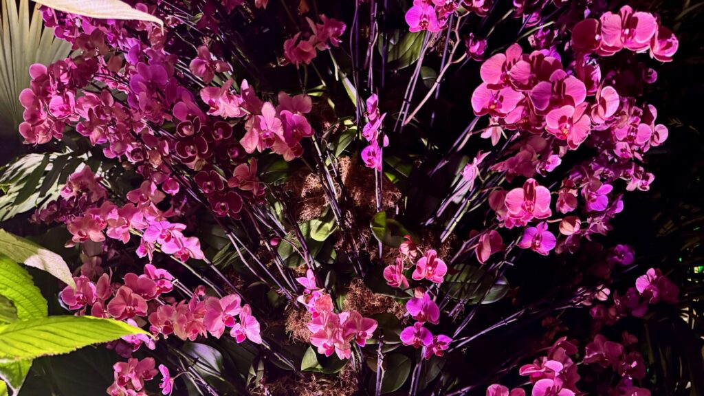 Vibrant pink orchids clustered densely in dramatic low lighting at Orchids After Hours, Kew Gardens, with glossy green leaves and moss visible between the stems.
