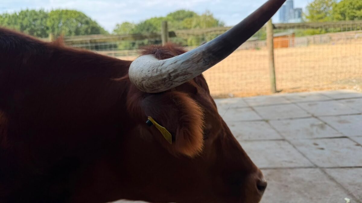 Weeknotes #185: Apps, animals and airports